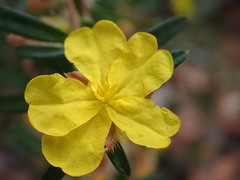 Hibbertia linearis