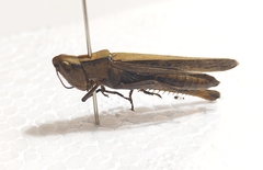Dichromorpha