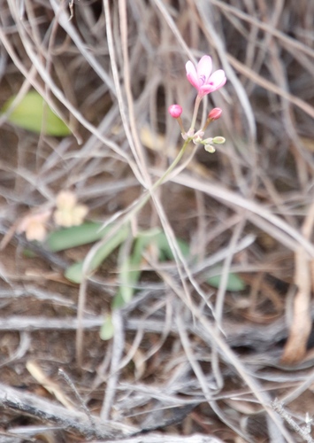 Image of Freesia verrucosa by (c) Tony Rebelo, some rights reserved (CC BY-SA)