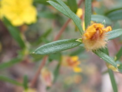 Hibbertia linearis