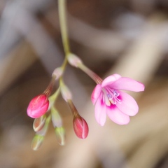 Freesia verrucosa