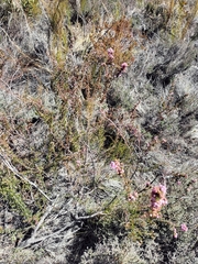 Erica subulata