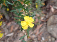 Hibbertia linearis