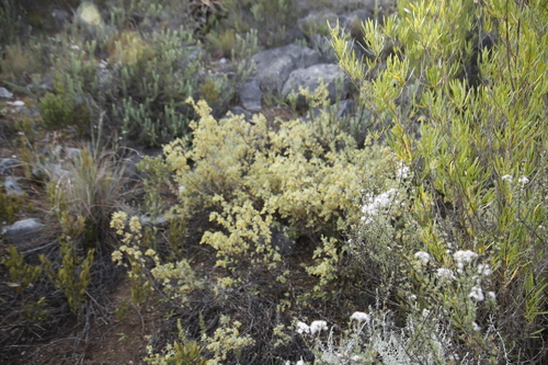Image of Hermannia holosericea by (c) Tony Rebelo, some rights reserved (CC BY-SA)