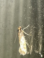 Monopis crocicapitella