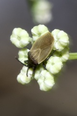 Catoplatus nigriceps