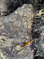 Octopus bimaculoides