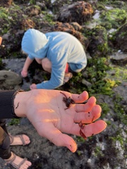 Octopus bimaculoides