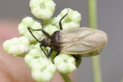 Catoplatus nigriceps