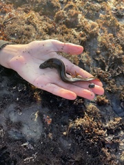 Cebidichthys violaceus