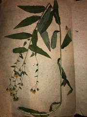 Hieracium albocostatum