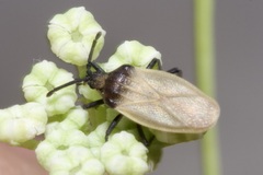 Catoplatus nigriceps