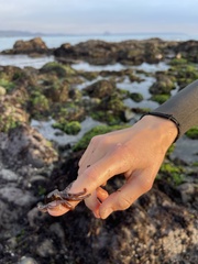 Octopus bimaculoides