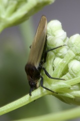 Catoplatus nigriceps