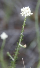Scrophulariaceae