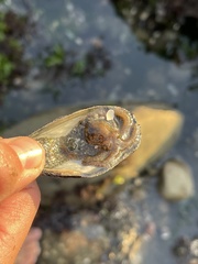 Octopus bimaculoides