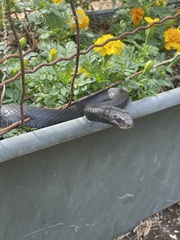 Coluber constrictor priapus