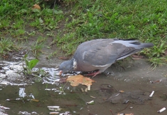 Columba palumbus