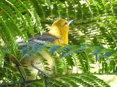 Icterus bullockii