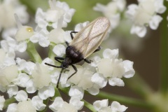 Catoplatus nigriceps