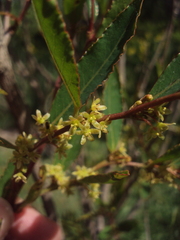 Phyllanthus sellowianus