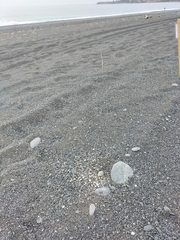 Charadrius bicinctus bicinctus