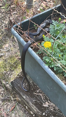 Coluber constrictor priapus