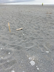 Charadrius bicinctus bicinctus