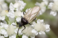 Catoplatus nigriceps