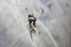 Chrysanympha formosa