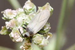 Catoplatus nigriceps