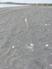 Charadrius bicinctus bicinctus