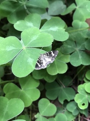 Trichodezia californiata