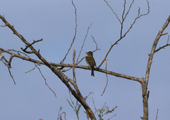 Empidonax difficilis