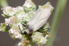 Catoplatus nigriceps