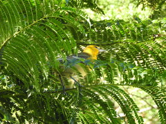 Icterus bullockii