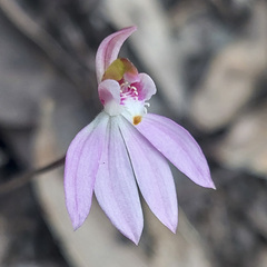 Caladenia catenata