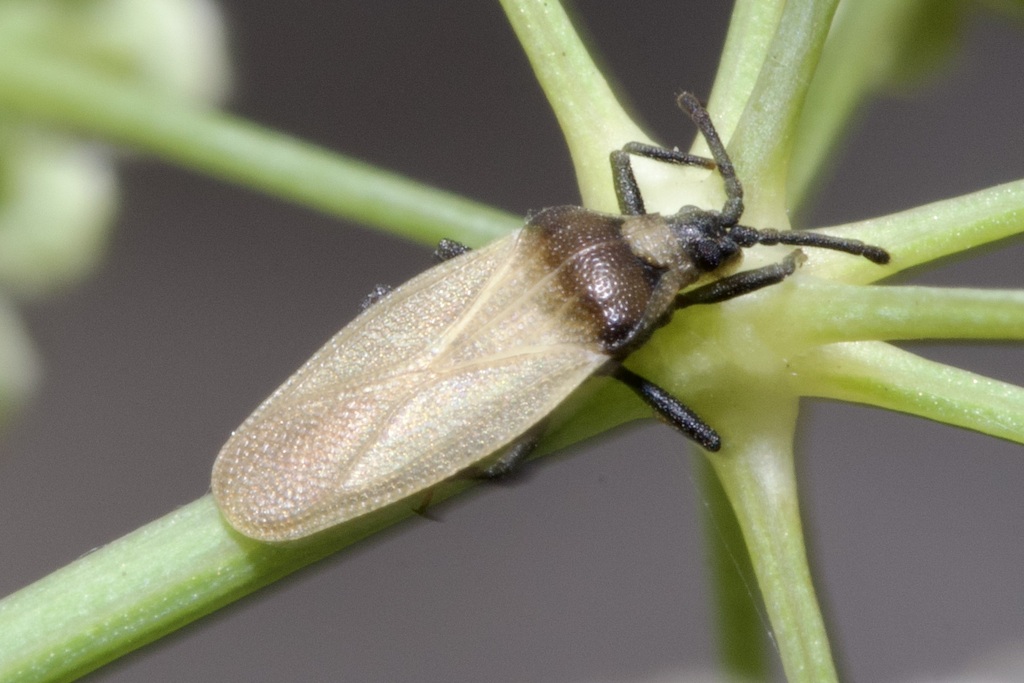 Catoplatus nigriceps