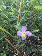 Rhexia mariana mariana