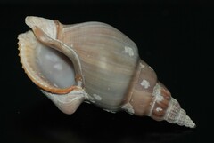 Northia northiae
