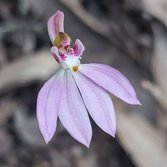 Caladenia catenata