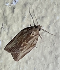 Epiphyas postvittana