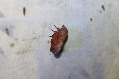 Phyllodesma americana