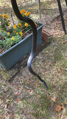 Coluber constrictor priapus