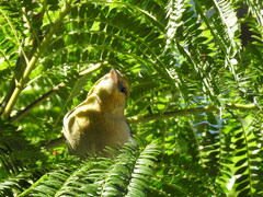 Icterus bullockii