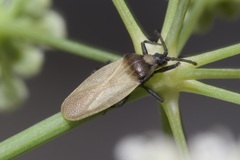 Catoplatus nigriceps