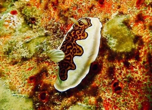 Goniobranchus gleniei