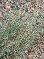 Juncus patens