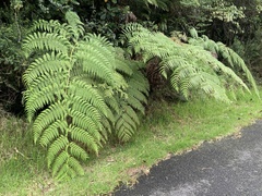 Lophosoria quadripinnata