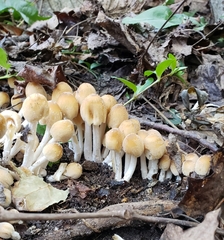 Candolleomyces candolleanus
